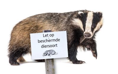 Beschermde dassen op Riegmeer krijgen eigen stuk op bedrijventerrein.