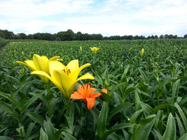 Bloeiende lelies op een veld in Drenthe.