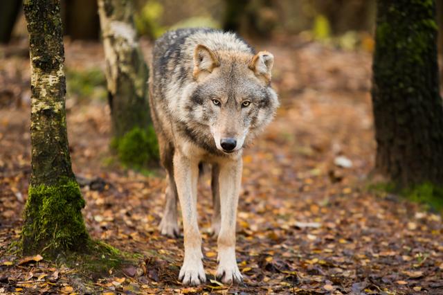 De Wolf. Hij is terug.