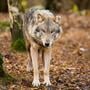 Wandelaars met honden zijn weer welkom in het Dwingelderveld. De niet-schuwe wolf die in de buurt van mensen en honden kwam is nooit meer aangetroffen.