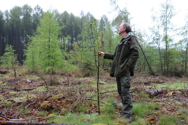 Evert Thomas (65) bij een aangeplante haagbeuk in natuurgebied Hart van Drenthe. 