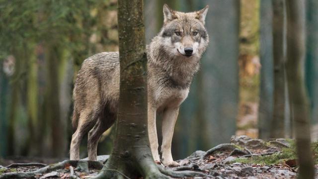 De wolf jaagt de provincie Drenthe op kosten. Per wolf bijna 150.000 euro per jaar.