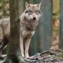 De wolf jaagt de provincie Drenthe op kosten. Per wolf bijna 150.000 euro per jaar.