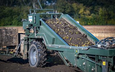 De lelietelers in Drenthe moeten toch bekend maken op welke percelen ze leliebollen telen.