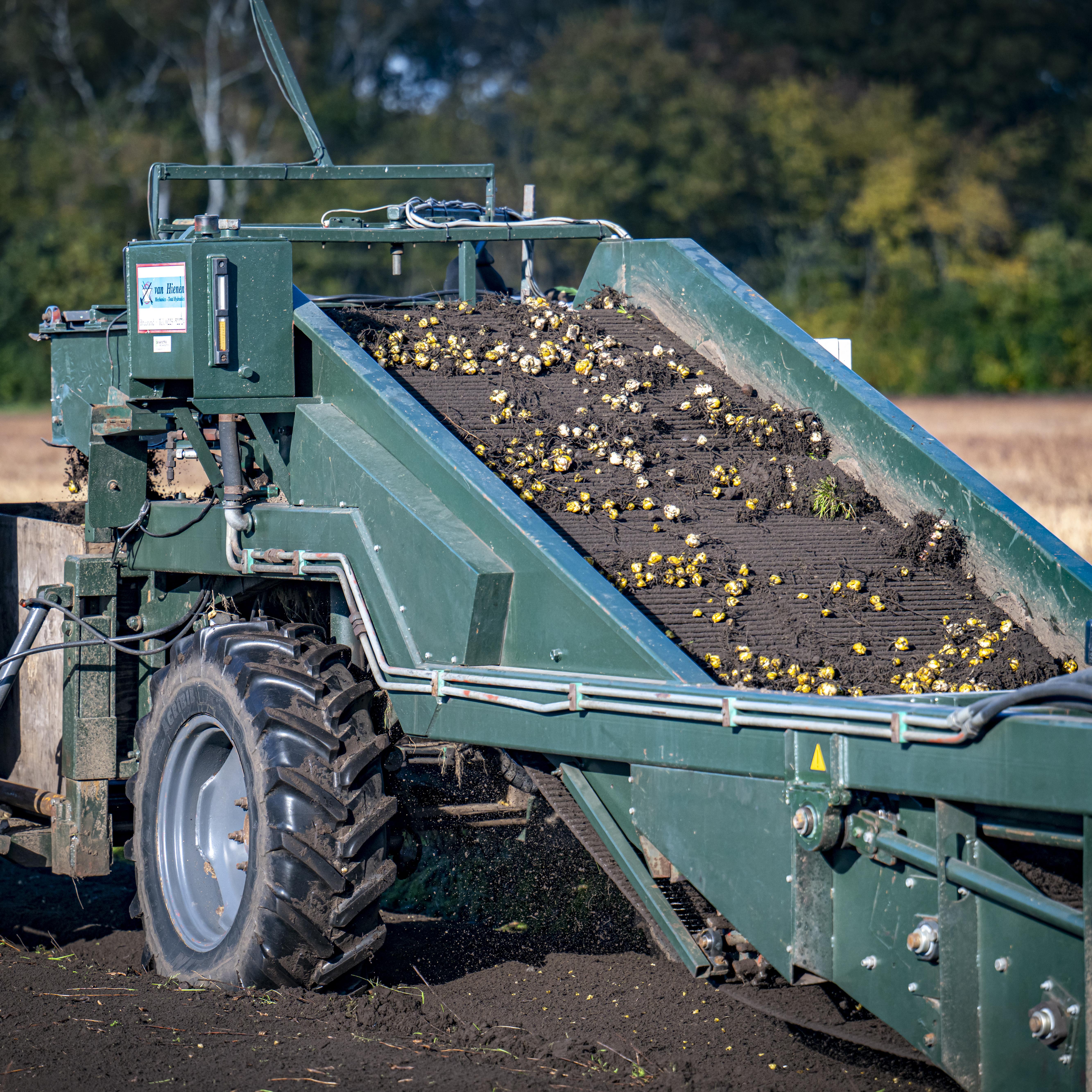 De lelietelers in Drenthe moeten toch bekend maken op welke percelen ze leliebollen telen.