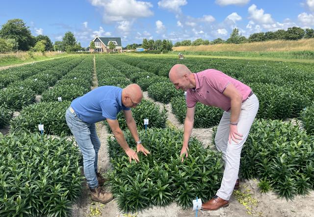 De teelt van lelies is zeer omstreden in Drenthe.