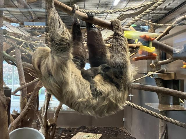 Een luiaard in Aquazoo bij Leeuwarden.