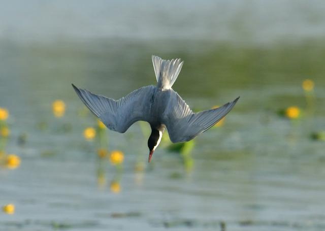 Een zeldzame witwangstern duikt naar visjes in De Onlanden