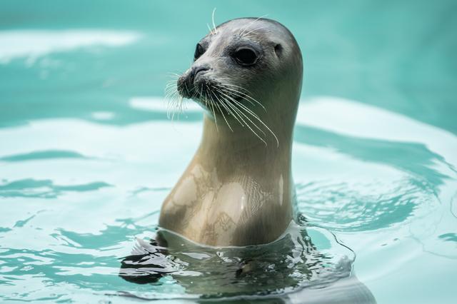 De zeehonden in Lauwersoog ontvangen graag bezoekers in hun centrum, maar vragen wel 22,50 euro entree.