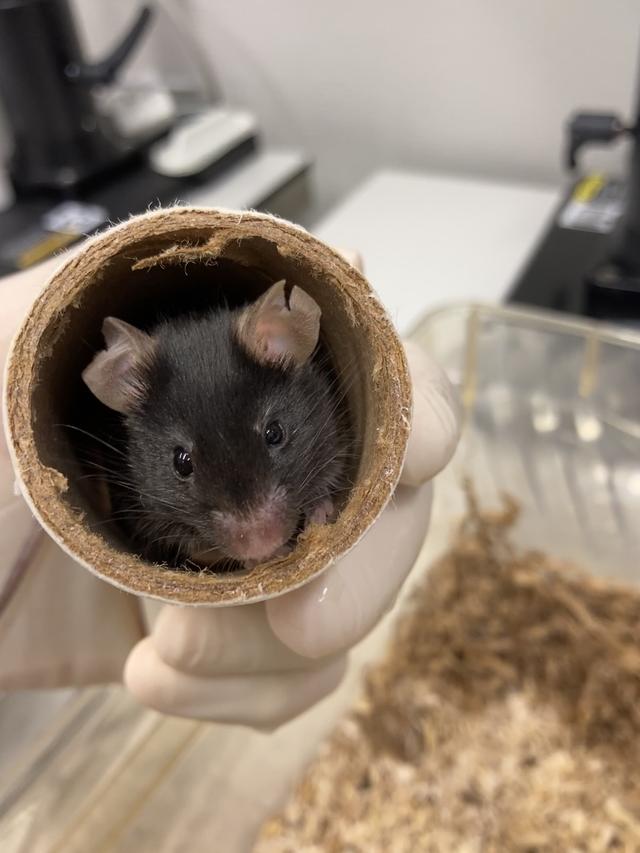 De muizen bij de Centrale Dienst Proefdieren hebben verschillende soorten speeltjes in hun hokken. Denk aan kartonnen rolletjes, slaaphokjes, loopwieltjes en papiersnippers waar ze nestjes mee kunnen maken. De muizen zitten in 'digitale kooien' die sensoren bevatten die veel informatie over de dieren vastleggen.