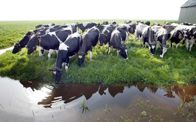 Groningen telt geen piekbelasters die in aanmerking komen voor uitkoop om stikstofruimte vrij te spelen voor veehouders die willen blijven boeren.