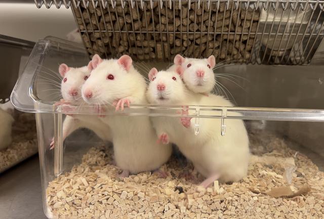 Vier ratten kijken nieuwsgierig rond. Ze verblijven in doorzichtige kunstof bakken.