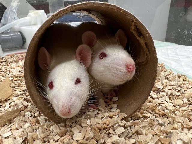 Ook de ratten hebben speelgoedjes, al zijn deze iets groter dan die van de muizen.