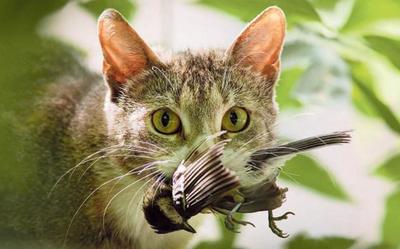 Loslopende katten zijn een plaag voor de vogelstand. Hier is een koolmees het slachtoffer. 