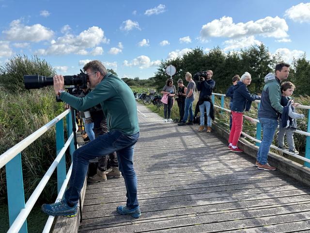 De otters in De Onlanden trekken veel bekijks.