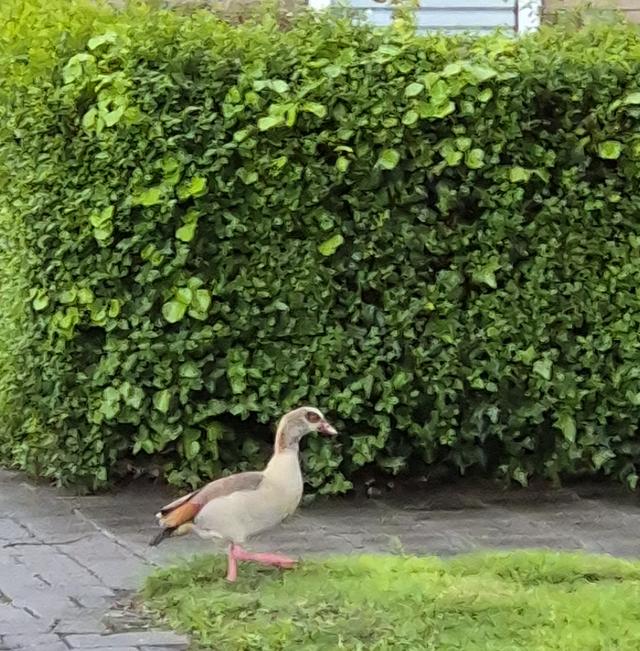 De Nijlgans.