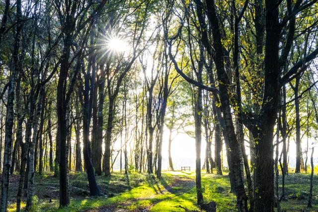 In het bos waar Brink graag wandelt, komt bijna nooit iemand.