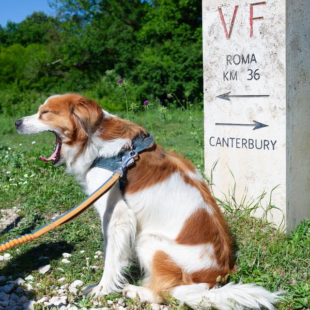 Nog maar 36 km... Hond Cees op weg naar Rome.