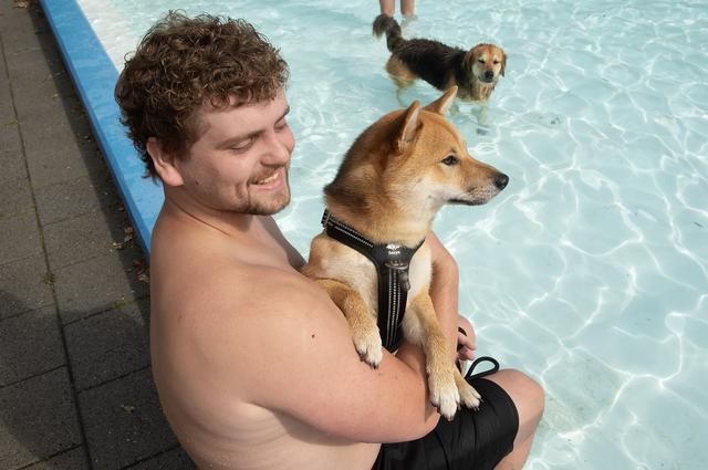 De laatste zwemdag van het jaar is traditiegetrouw de dag waarop honden bezit nemen van het openluchtbad De Zwaoi in Valthermond.  Dit keer waren er zo'n vijftig viervoeters.