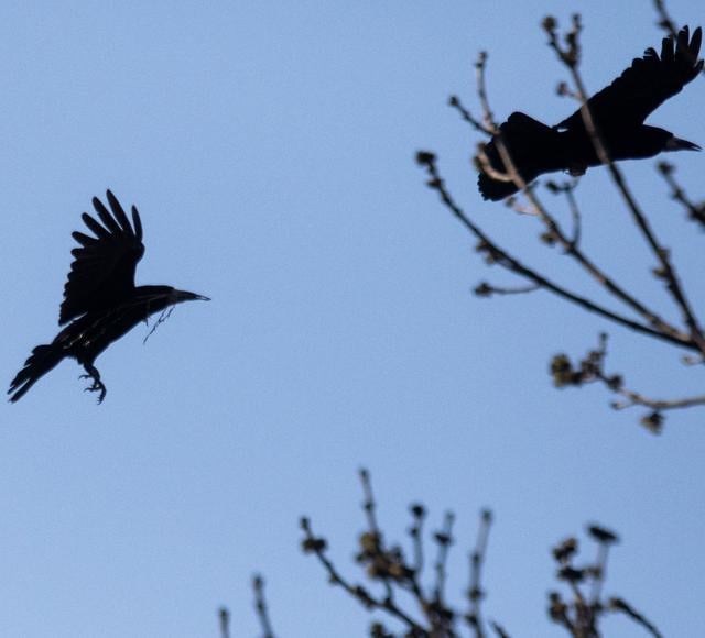 Roeken zorgen al tijden voor grote overlast in Emmen. In Emmer-Compascuum zit zelfs de grootste kolonie van ons land. 