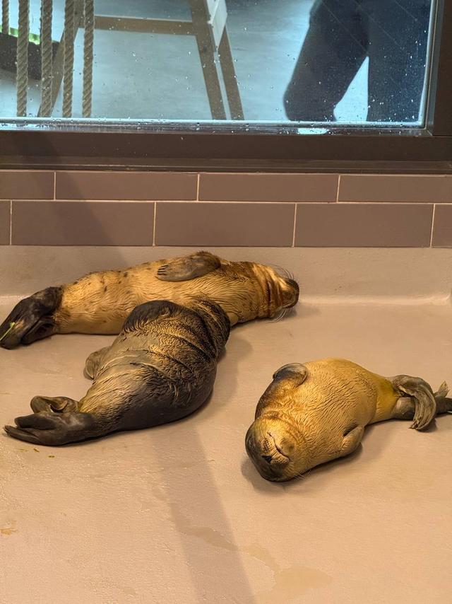 Zeehondenpup Rave werd zaterdagochtend tijdens een illegaal feest bij Borgsweer weggehaald bij haar moeder. 