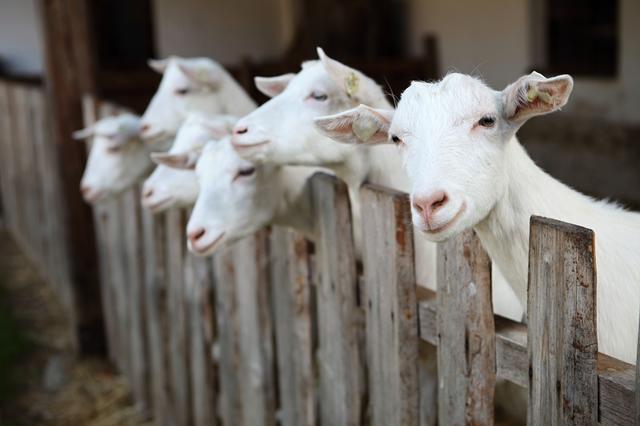 Stockfoto van geiten.