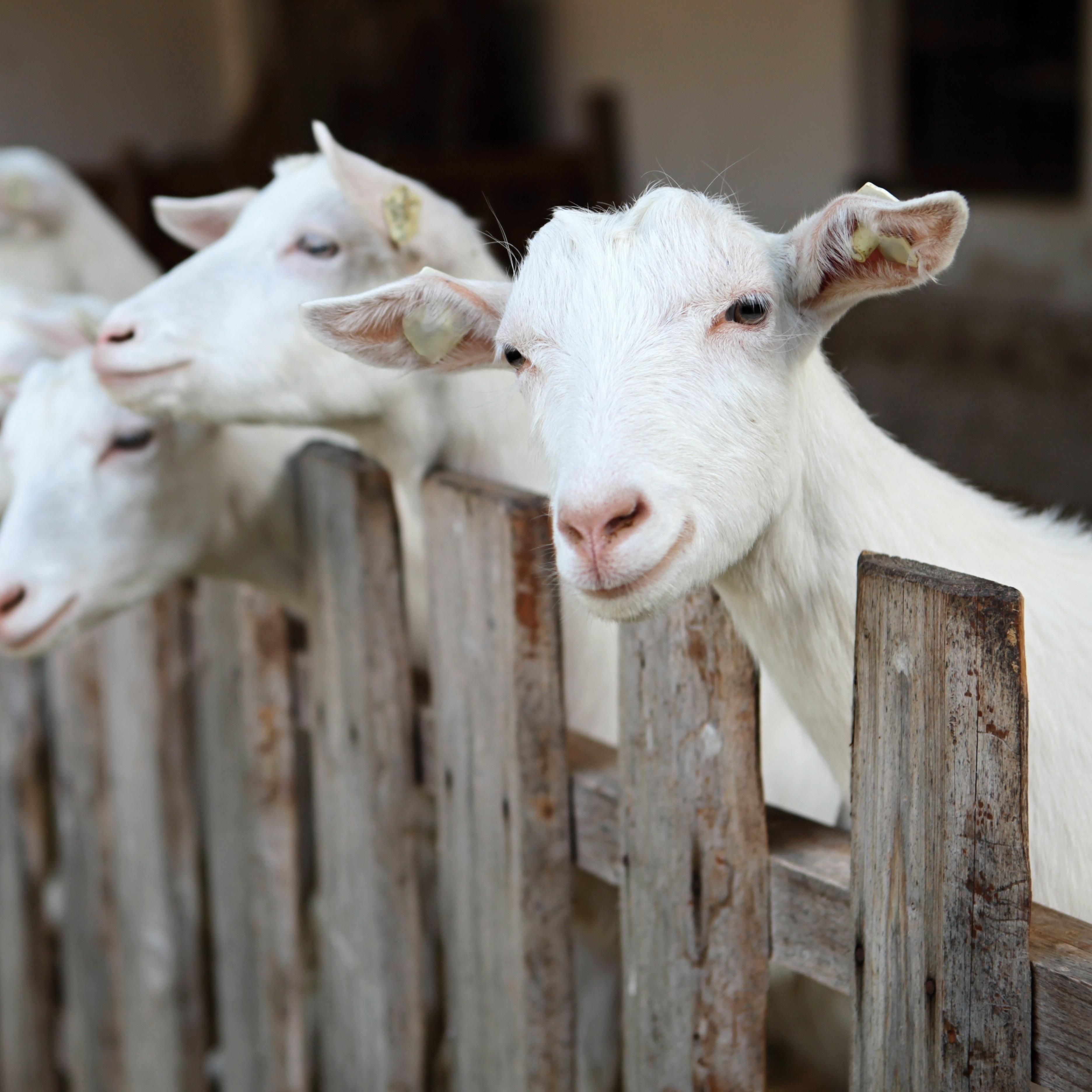 Stockfoto van geiten.