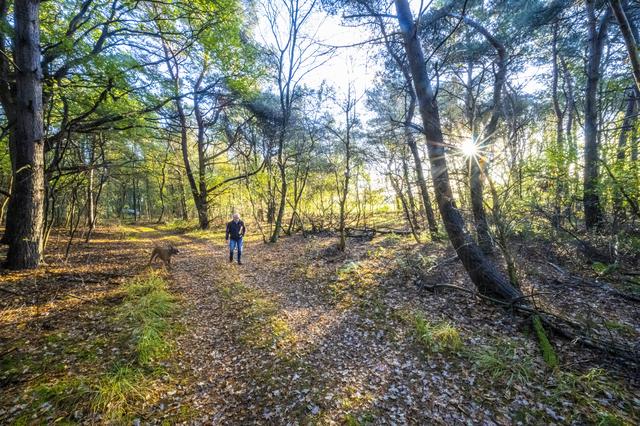 Wandelen met zijn baasje is voor boxer Bas één groot feest.