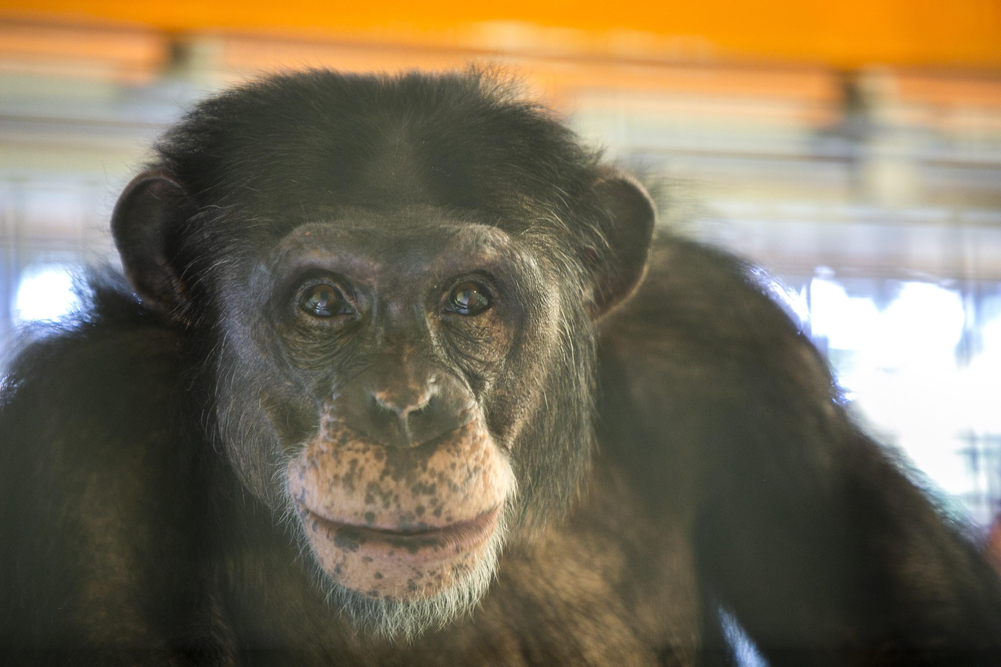 Chimpansee Jimmy.