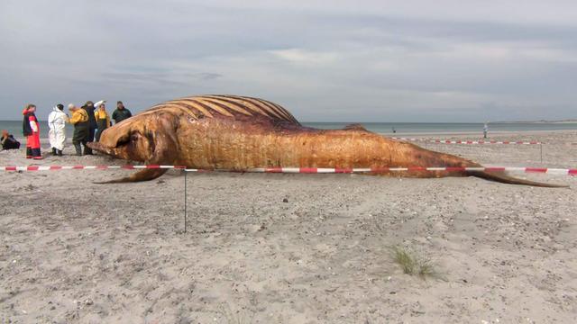 Timmy spoelde aan op het Deense eiland Anholt.