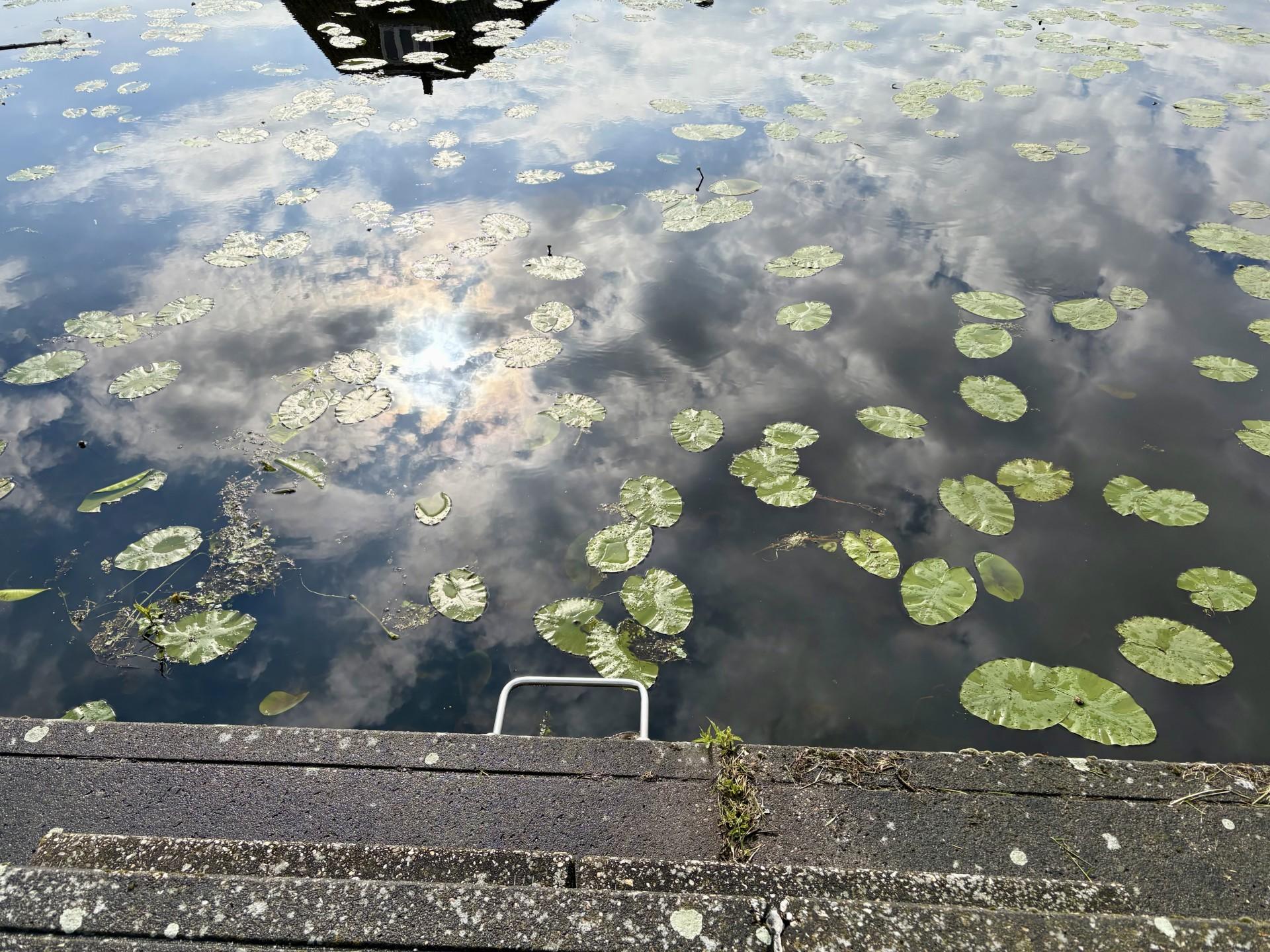 Beeld van het water in het haventje in Krakeel. De begroeiing neemt zienderogen toe, waardoor recreëren steeds lastiger wordt.