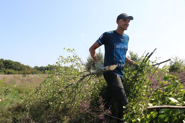 Vrijwilligers helpen met snoeiwerkzaamheden op het Balloërveld. Het is zwaar werk in de volle zon. 