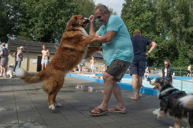 Herman Spieard uit Valthermond met een van de grootste honden in het zwembad: Thor, een kruising tussen een Newfoundlander en een Berner sennen.