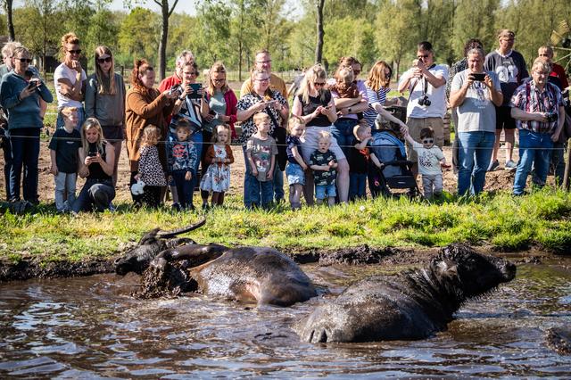 Waterbuffels stormen direct door naar de vijver, de grote modderpoel.