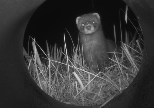 Een bunzing bezoekt de cameraval in een buis. 