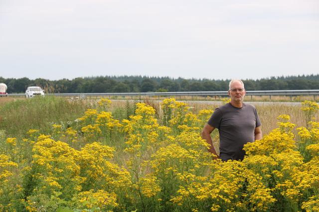 Veehouder Roelof Brands staat tussen het gele jacobskruiskruid naast de N33. 