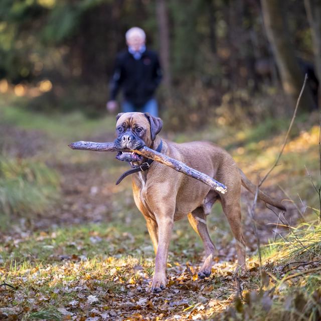 Bas met weer een nieuwe 'buit', gadegeslagen door zijn baas.