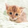 Op een geitenboerderij is een nest kittens bezweken aan de vogelgriep. Het is voor het eerst dat er in ons land katten zijn gestorven na besmetting met het virus.