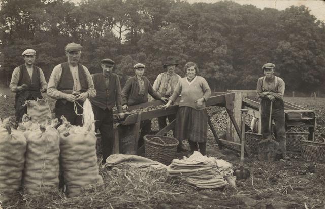 Landarbeiders in Ter Apel bij het aardappels rooien, ruim 100 jaar geleden.