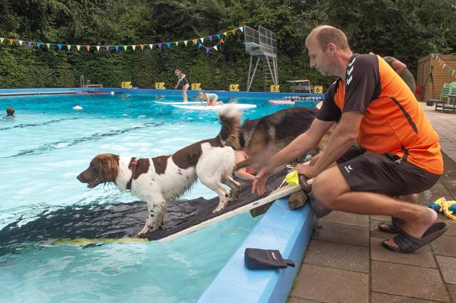 Ook badmeester Gerjan Kiers uit Klijndijk had zijn hond meegenomen: Bodi, een Drentse heidewachtel. 