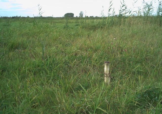 Een hermelijn op de wildcamera gespot. 