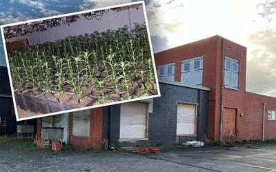 Deze oude koekfabriek in Kiel-Windeweer werd omgebouwd tot wietkwekerij
