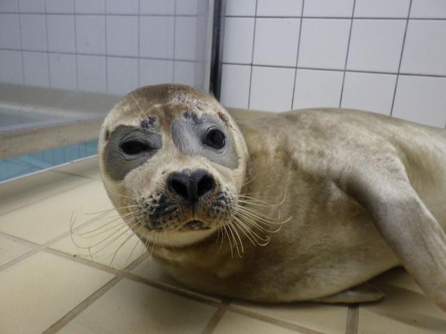 Kiwi is opnieuw terug in Zeehondencentrum Pieterburen. 