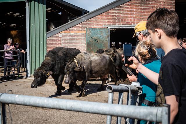De waterbuffels mogen eindelijk de stal uit.