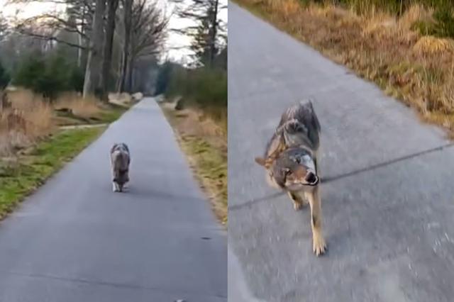 Wolf op beeld op het Dwingelderveld.