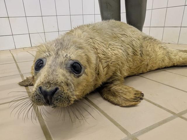 Zeehondenpup Willem.