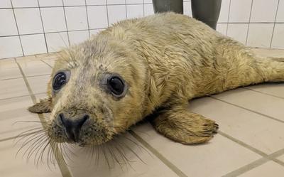 Zeehondenpup Willem.