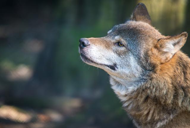 Het aantal wolven zal blijven toenemen. 