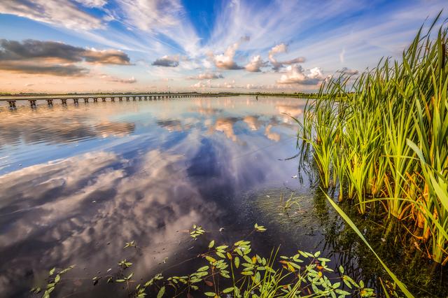 Tot 2002 was dit nog gewoon. Ooit landbouwgrond, nu een open water met riet- en zeggemoeras, moerasbos, grasland en Dannemeer. Daardoor is 't Roegwold een paradijs voor vogels geworden. Boeren balen er nu van dat het gebied op de stikstofkaart staat, waardoor ze in hun voortbestaan worden bedreigd. 