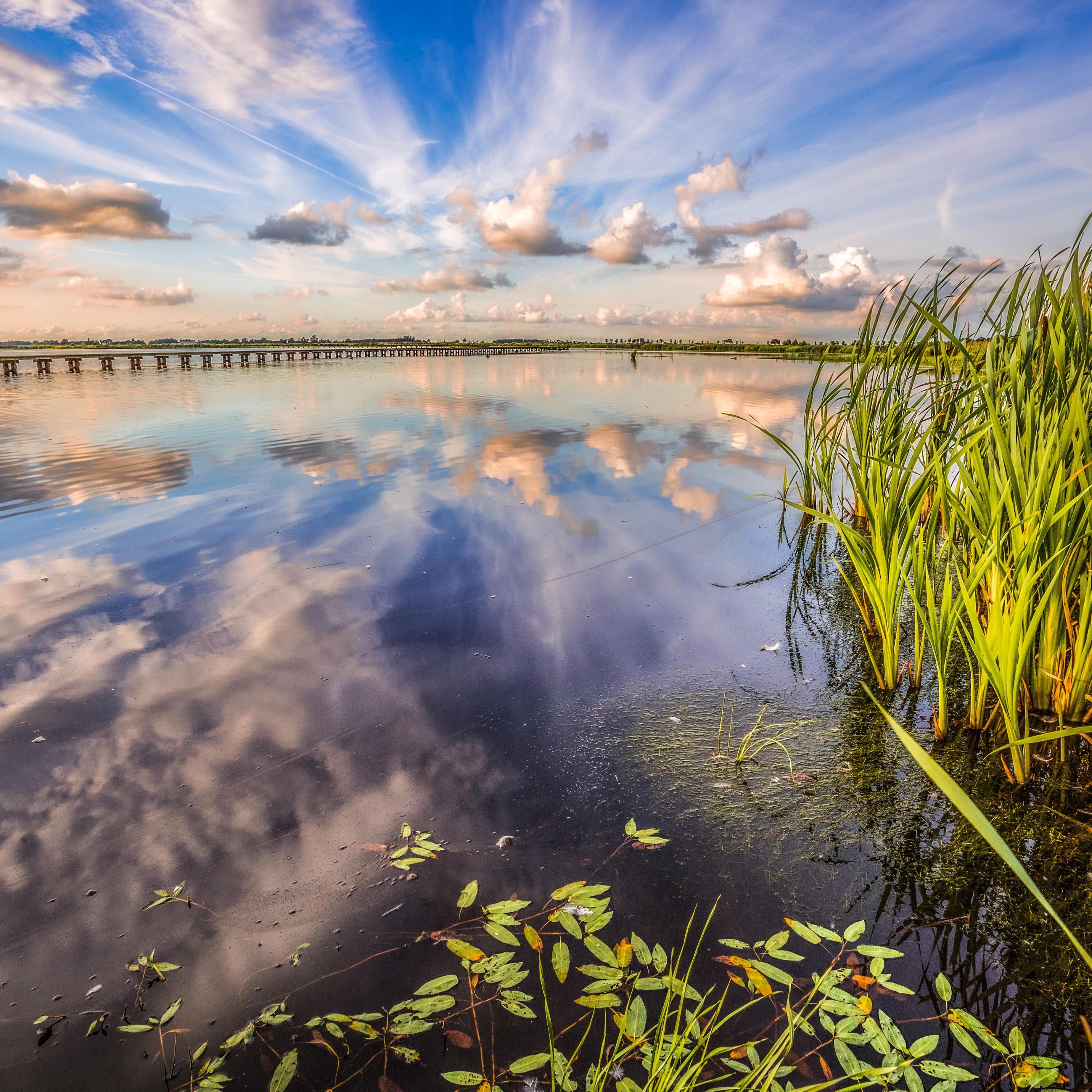 Tot 2002 was dit nog gewoon. Ooit landbouwgrond, nu een open water met riet- en zeggemoeras, moerasbos, grasland en Dannemeer. Daardoor is 't Roegwold een paradijs voor vogels geworden. Boeren balen er nu van dat het gebied op de stikstofkaart staat, waardoor ze in hun voortbestaan worden bedreigd. 
